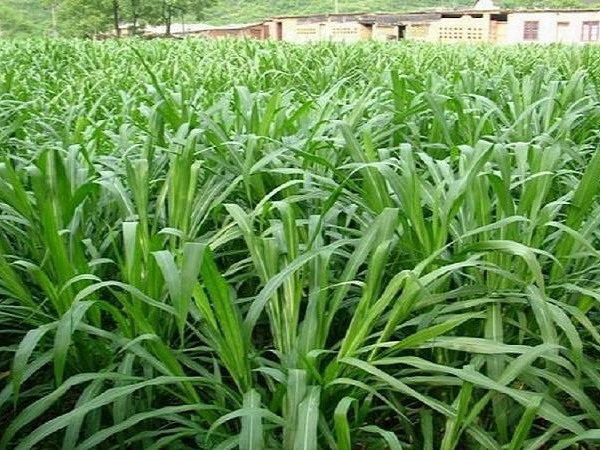 1627365506180455.jpg image.jpg