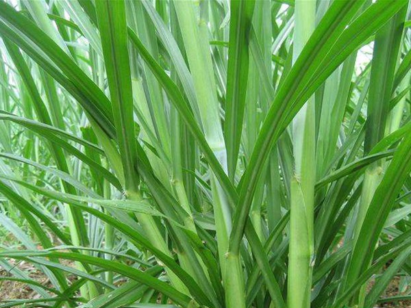 1627365516426577.jpg image.jpg