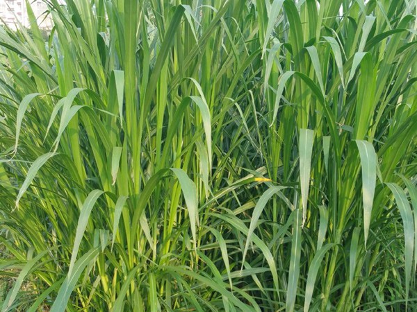 1627365582649778.jpg image.jpg