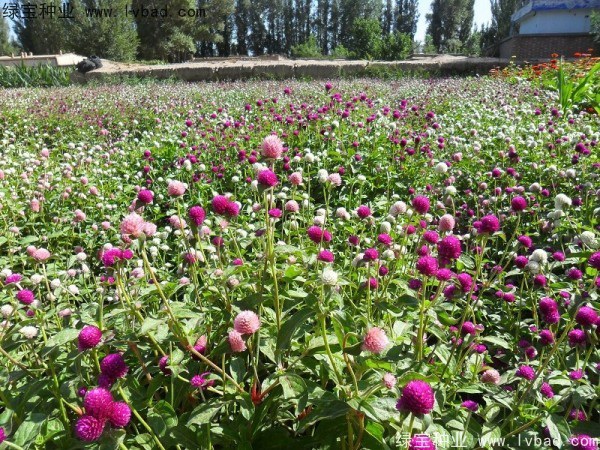 1627366436606720.jpg image.jpg