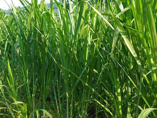 1627367994547897.jpg image.jpg