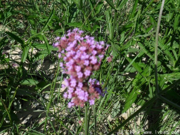 1627368295650563.jpg image.jpg