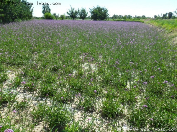 1627368301994517.jpg image.jpg