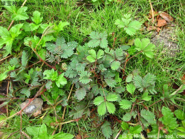 1627369329971224.jpg image.jpg