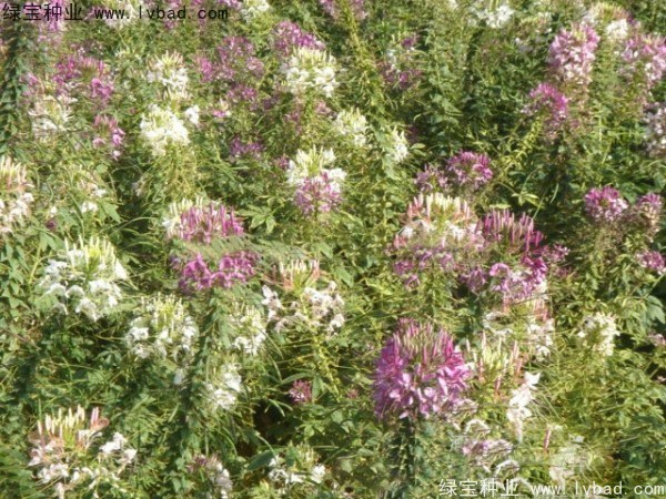 1627370545102289.jpg image.jpg