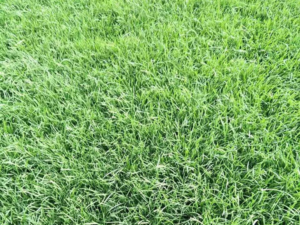 1627371702340044.jpg image.jpg