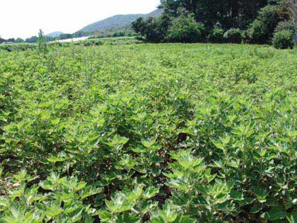 1627372882237303.jpg image.jpg