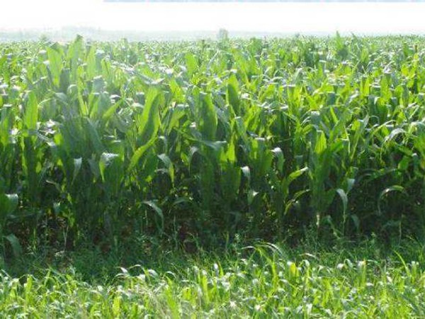 1627374548362225.jpg image.jpg