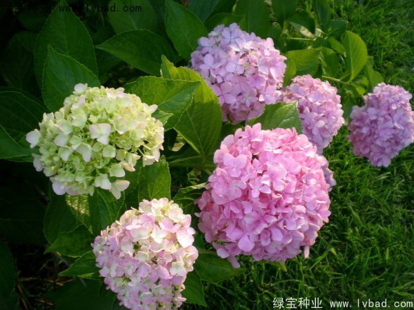 1627376729166569.jpg image.jpg