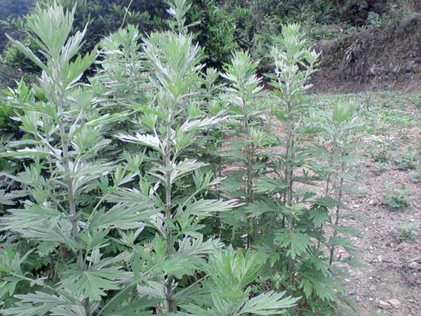 1627376890301707.jpg image.jpg