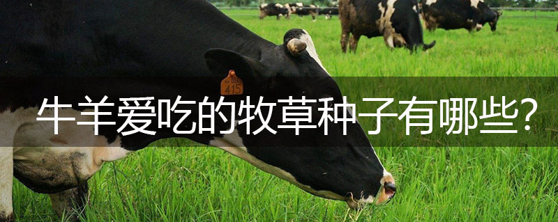 牛羊愛(ài)吃的牧草種子有哪些? 牛羊愛(ài)吃的牧草種子有哪些?