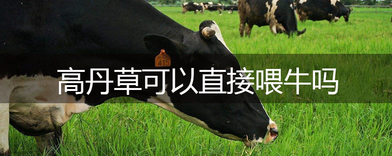 高丹草可以直接喂牛嗎