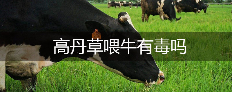 高丹草喂牛有毒嗎 高丹草喂牛有毒嗎