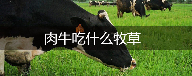 肉牛吃什么牧草 肉牛吃什么牧草