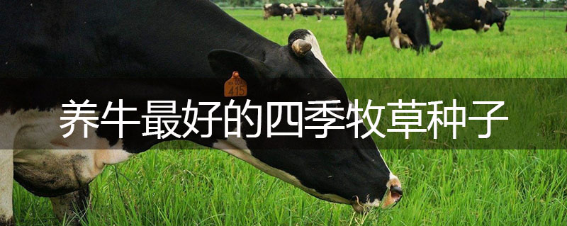 養(yǎng)牛最好的四季牧草種子 養(yǎng)牛最好的四季牧草種子