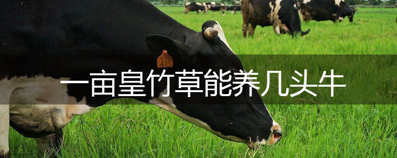 一畝皇竹草能養幾頭牛 一畝皇竹草能養幾頭牛