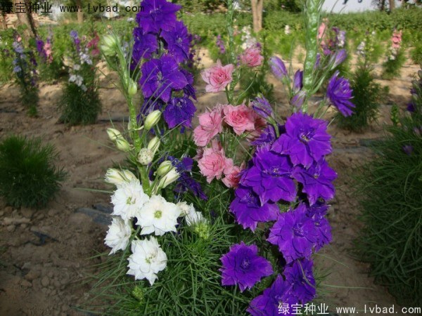 1627378824423440.jpg image.jpg