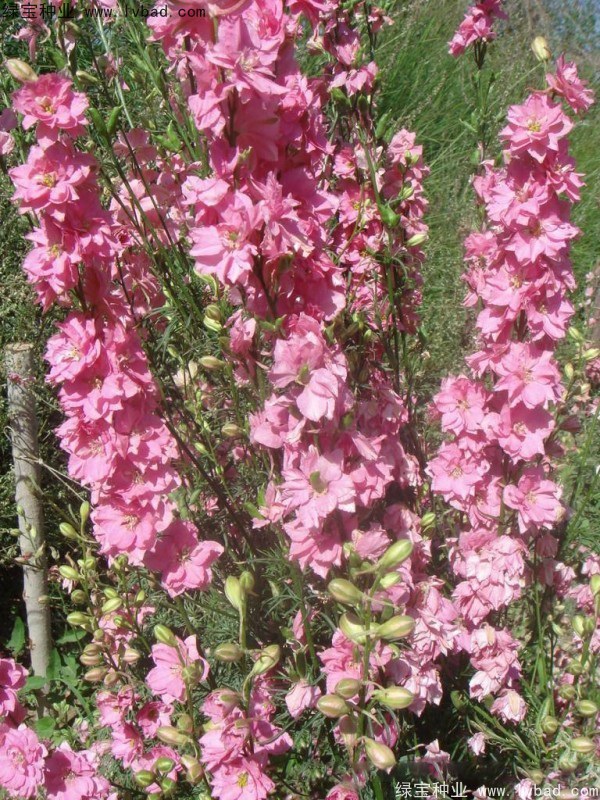 1627379489454265.jpg image.jpg