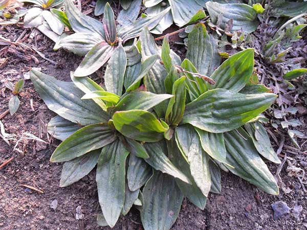 1627379925824629.jpg image.jpg