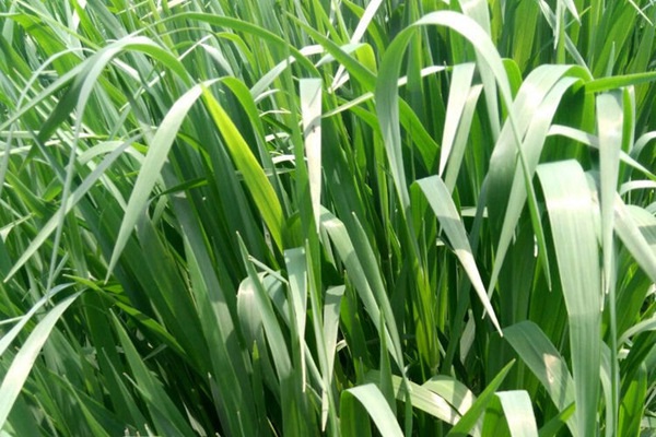 1627380086323676.jpg image.jpg