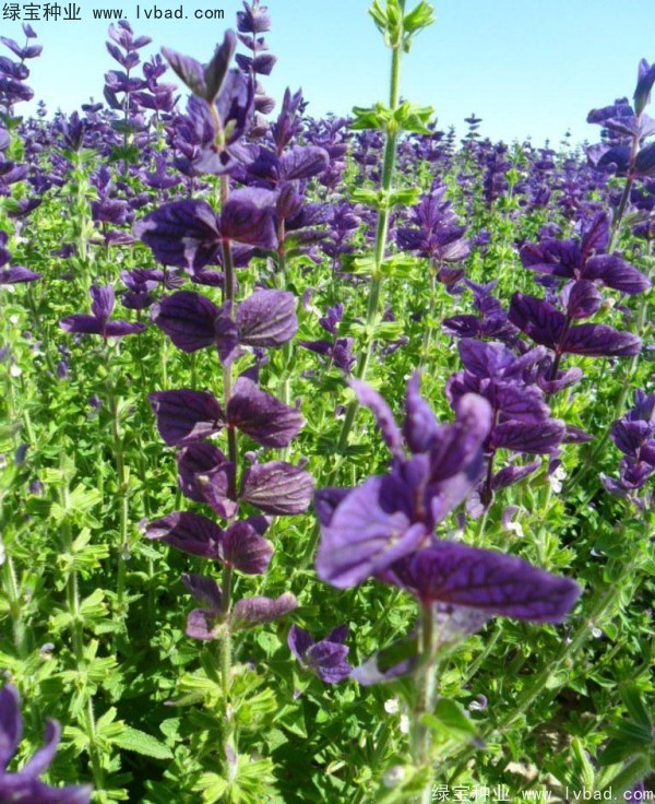 藍花鼠尾草圖片
