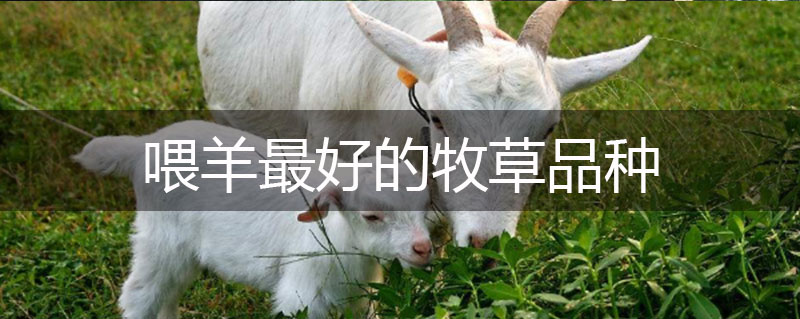 喂羊最好的牧草品種 喂羊最好的牧草品種