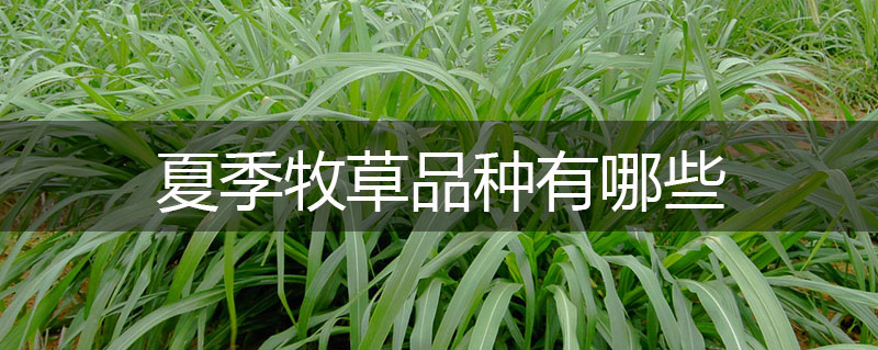 夏季牧草品種有哪些 夏季牧草品種有哪些