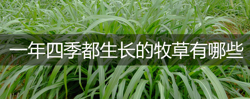 一年四季都生長的牧草有哪些 一年四季都生長的牧草有哪些