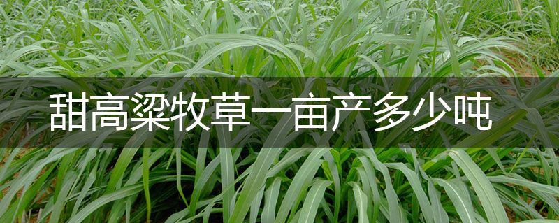 甜高粱牧草一畝產多少噸