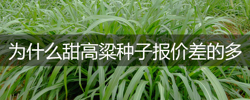 甜高粱種子價格為什么不同的商家相差十幾元 甜高粱種子價格為什么不同的商家相差十幾元