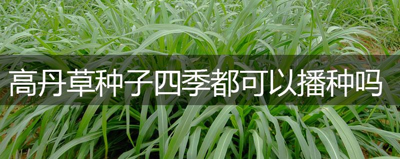 高丹草種子四季都可以播種嗎