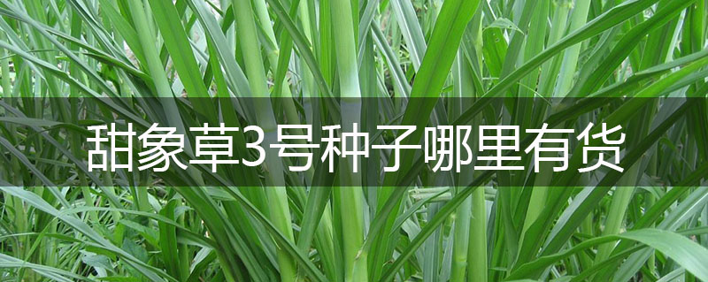 甜象草3號種子哪里有貨