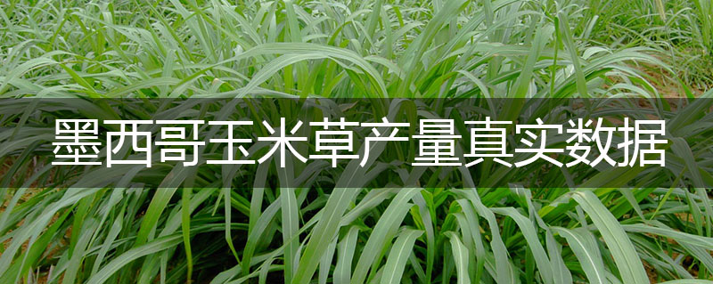 墨西哥玉米草產(chǎn)量真實(shí)數(shù)據(jù)是多少 墨西哥玉米草產(chǎn)量真實(shí)數(shù)據(jù)是多少