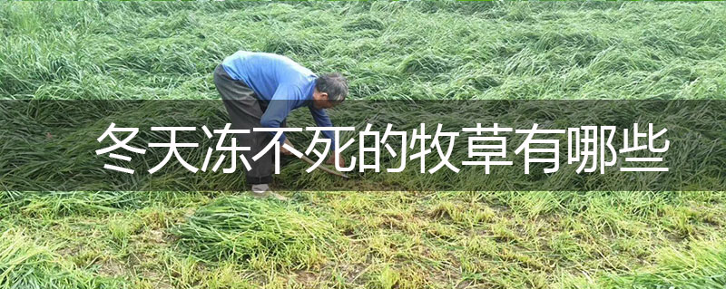冬天凍不死的牧草有哪些