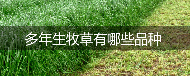多年生牧草有哪些品種