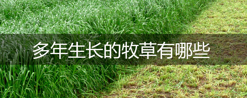 多年生長的牧草有哪些 多年生長的牧草有哪些