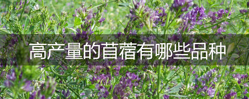 高產(chǎn)量的苜蓿有哪些品種
