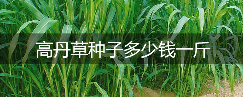 高丹草種子多少錢一斤 高丹草種子多少錢一斤