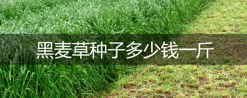 黑麥草種子多少錢一斤 黑麥草種子多少錢一斤