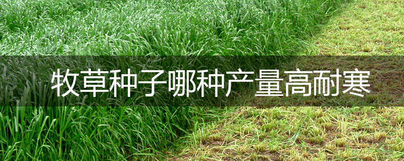 牧草種子哪種產(chǎn)量高耐寒