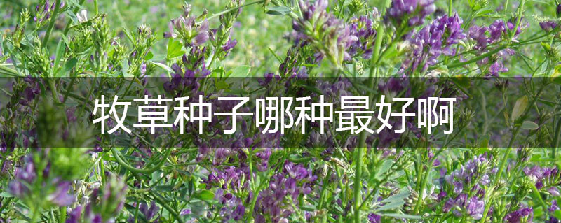 牧草種子哪種最好啊 牧草種子哪種最好啊