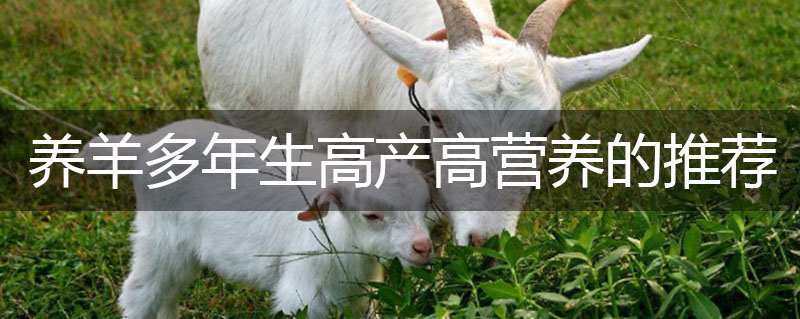 牧草種子養(yǎng)羊多年生高產(chǎn)高營養(yǎng)的推薦