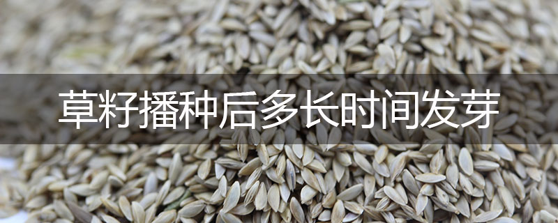 草籽播種后多長時(shí)間發(fā)芽 草籽播種后多長時(shí)間發(fā)芽