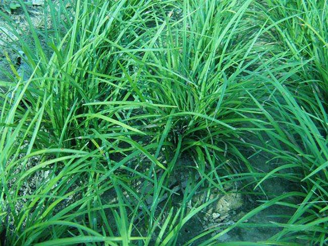 中葉麥冬草 中葉麥冬草