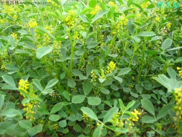 草木犀種子發芽出苗圖片 草木犀種子發芽出苗圖片