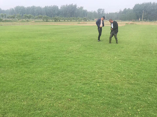 天堂草草坪圖片 天堂草草坪圖片