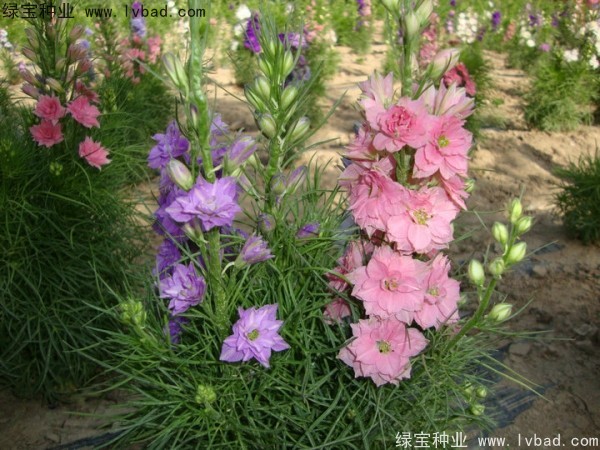 飛燕草種子 飛燕草種子