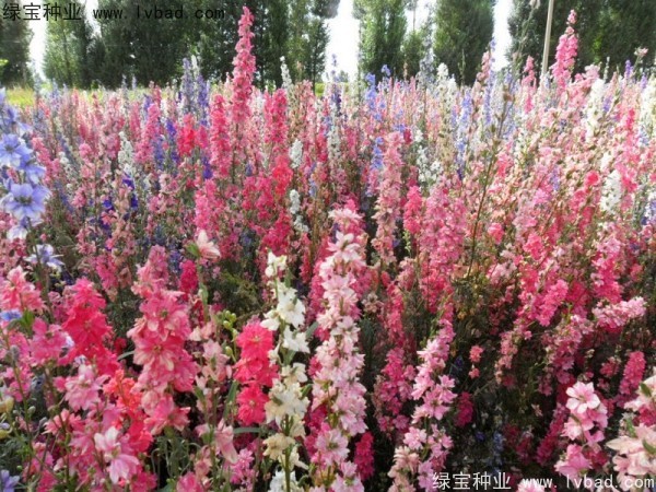 飛燕草種子 飛燕草種子