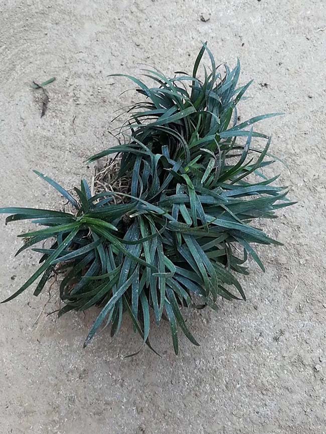 日本矮麥冬玉龍草 日本矮麥冬玉龍草