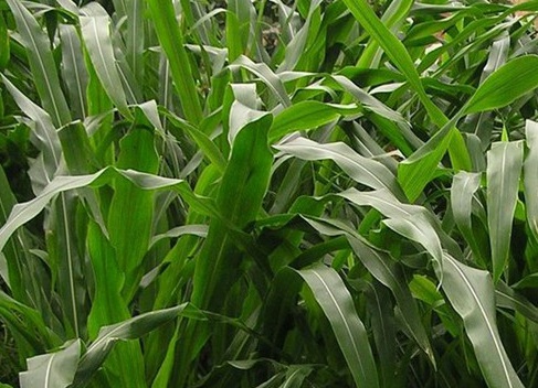 1627518339661550.jpg image.jpg